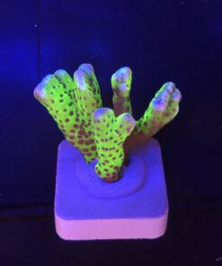 Slime Ball Anacropora M