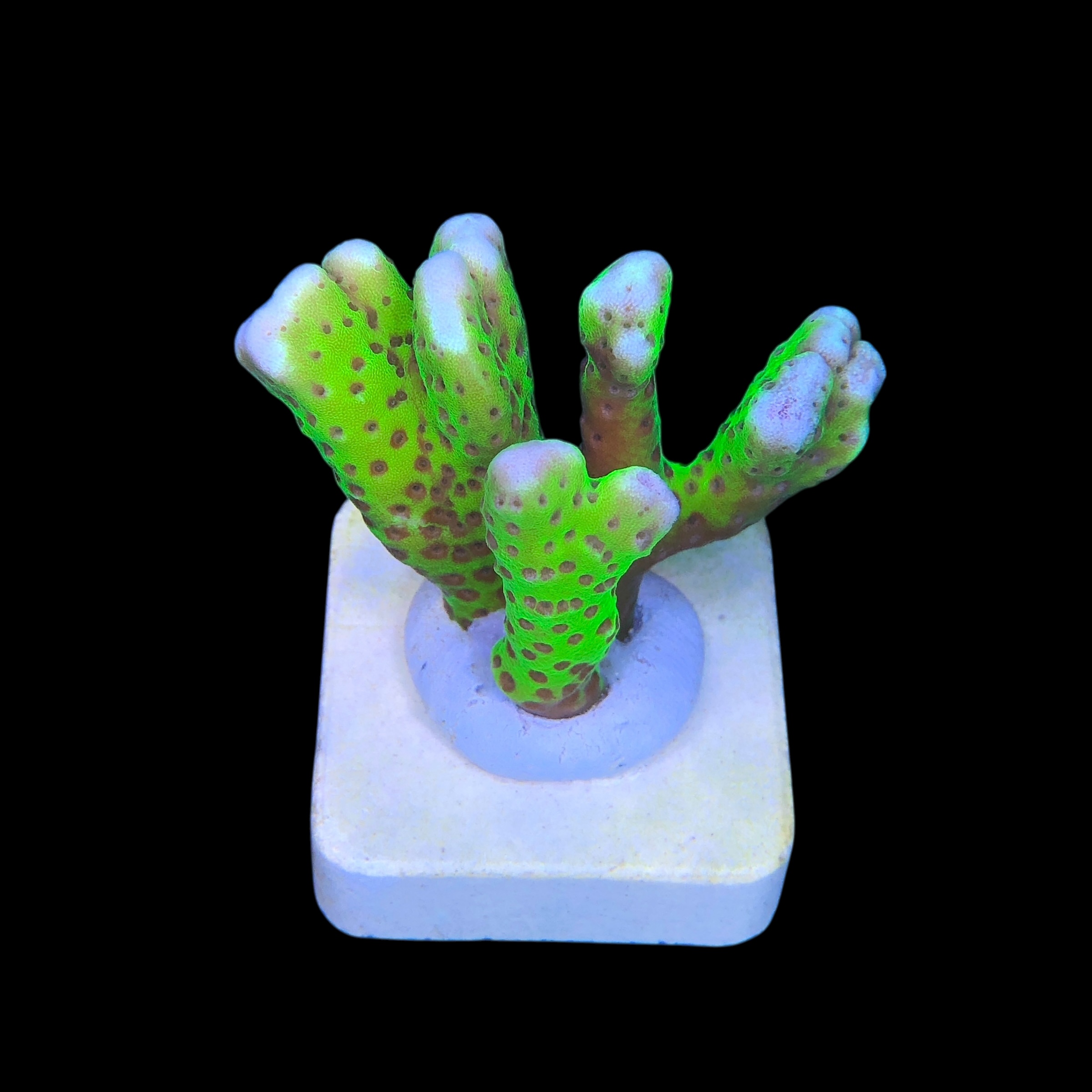 Slime Ball Anacropora M - Imagem 2