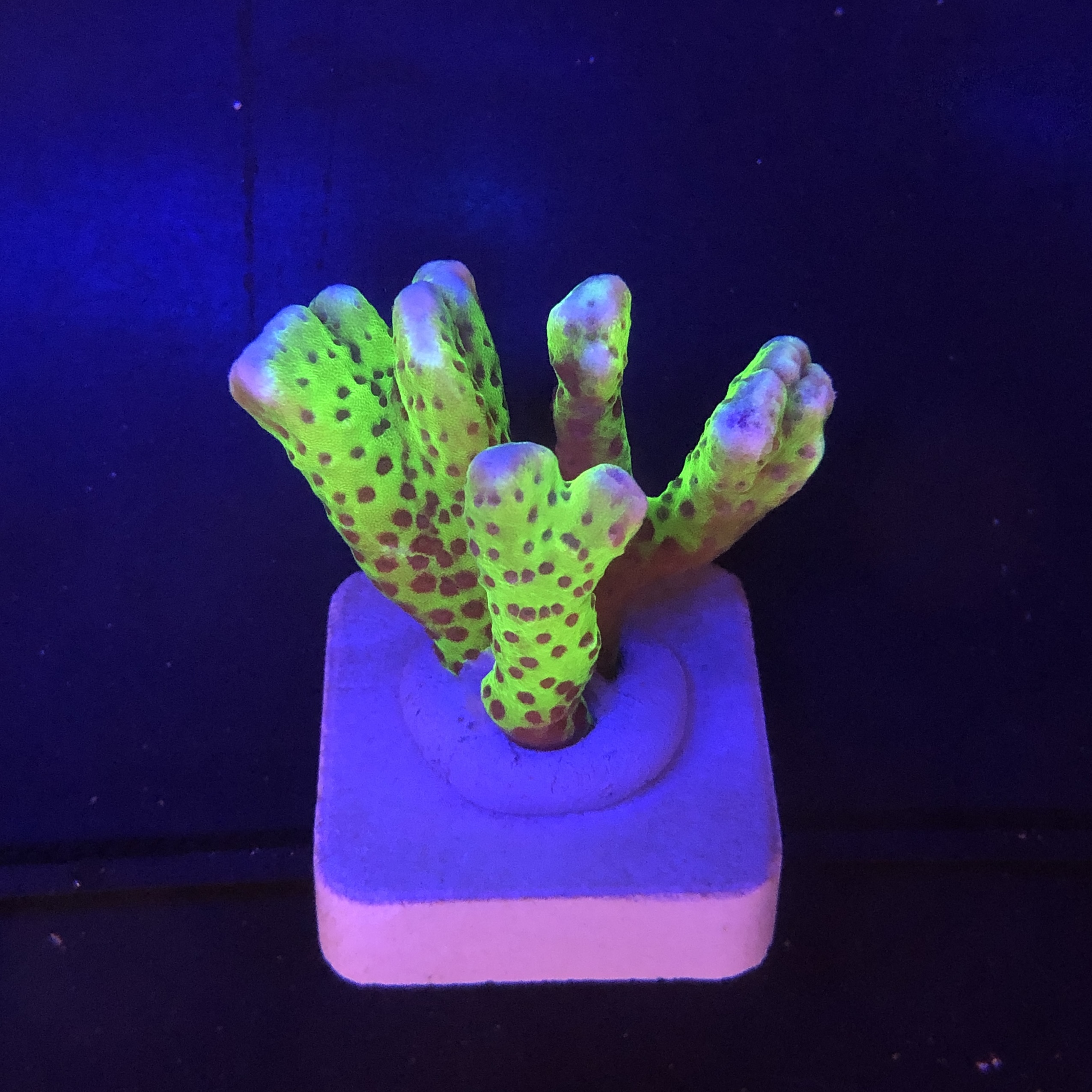 Slime Ball Anacropora M