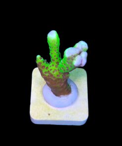 Alternative view of Slime Ball Anacropora M