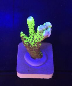 Slime Ball Anacropora M