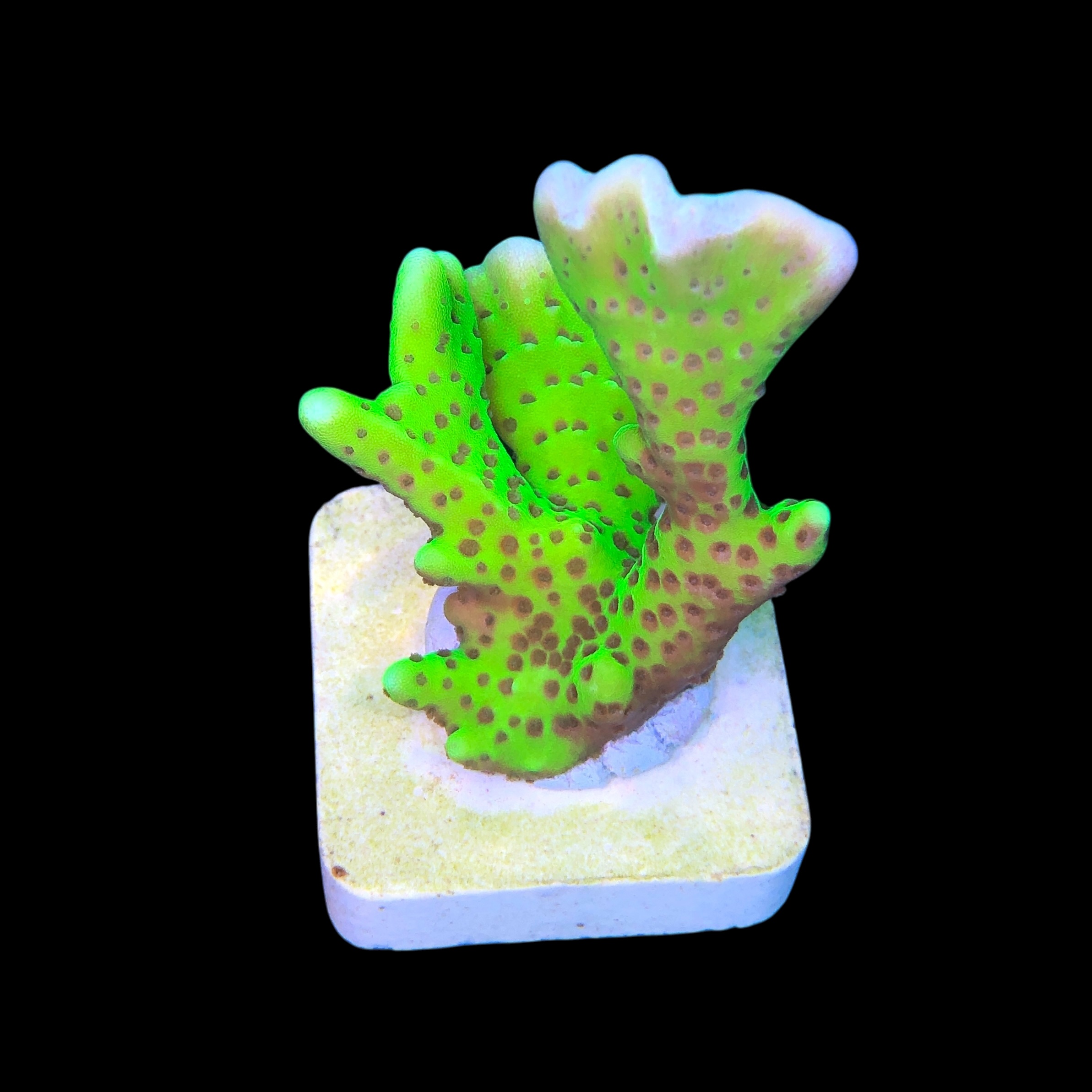 Slime Ball Anacropora M - Imagem 2