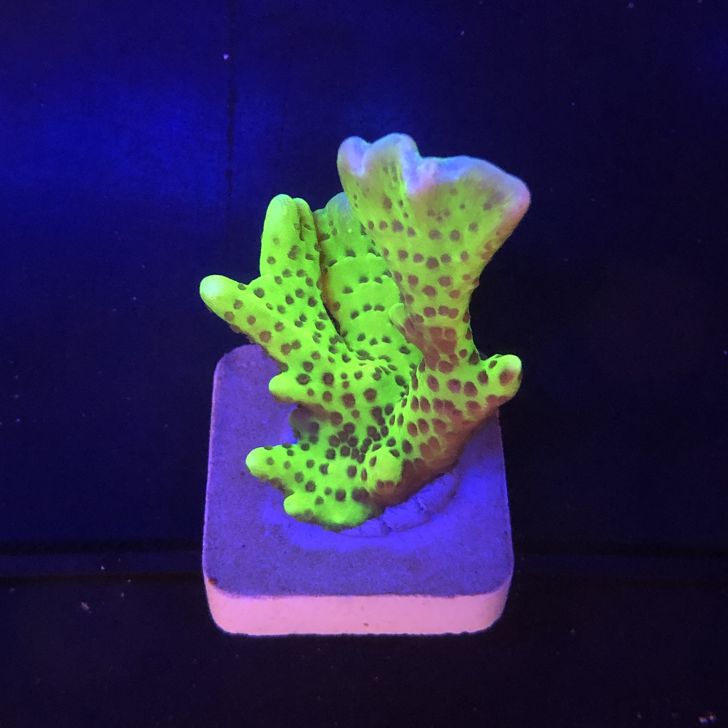 Slime Ball Anacropora M