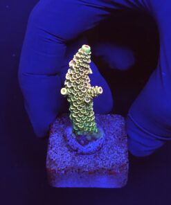 Spathulata Golden M