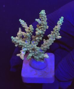 Strawberry Shortcake Bali G