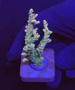 Strawberry Shortcake Bali M