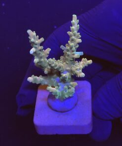 Strawberry Shortcake Bali M