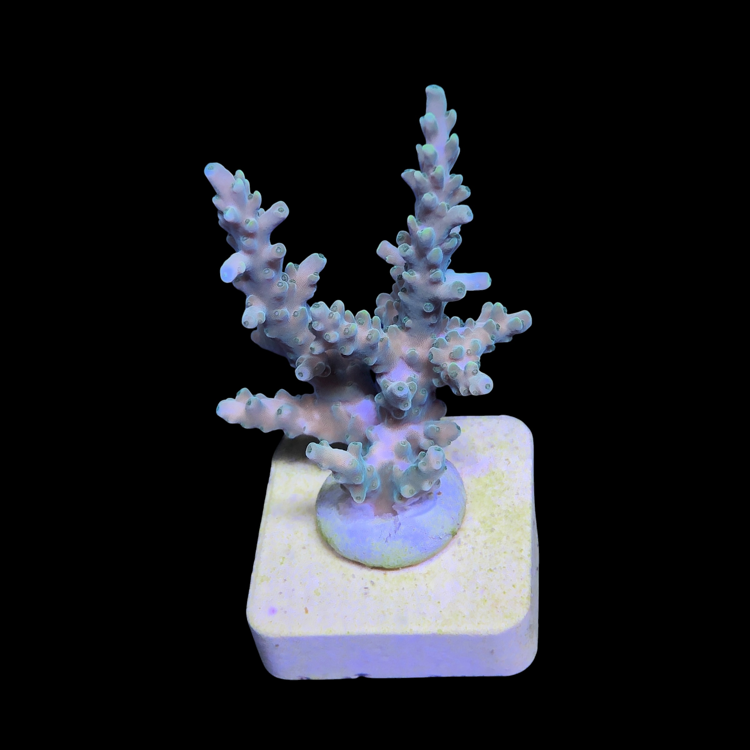 Strawberry Shortcake Bali M - Imagem 2