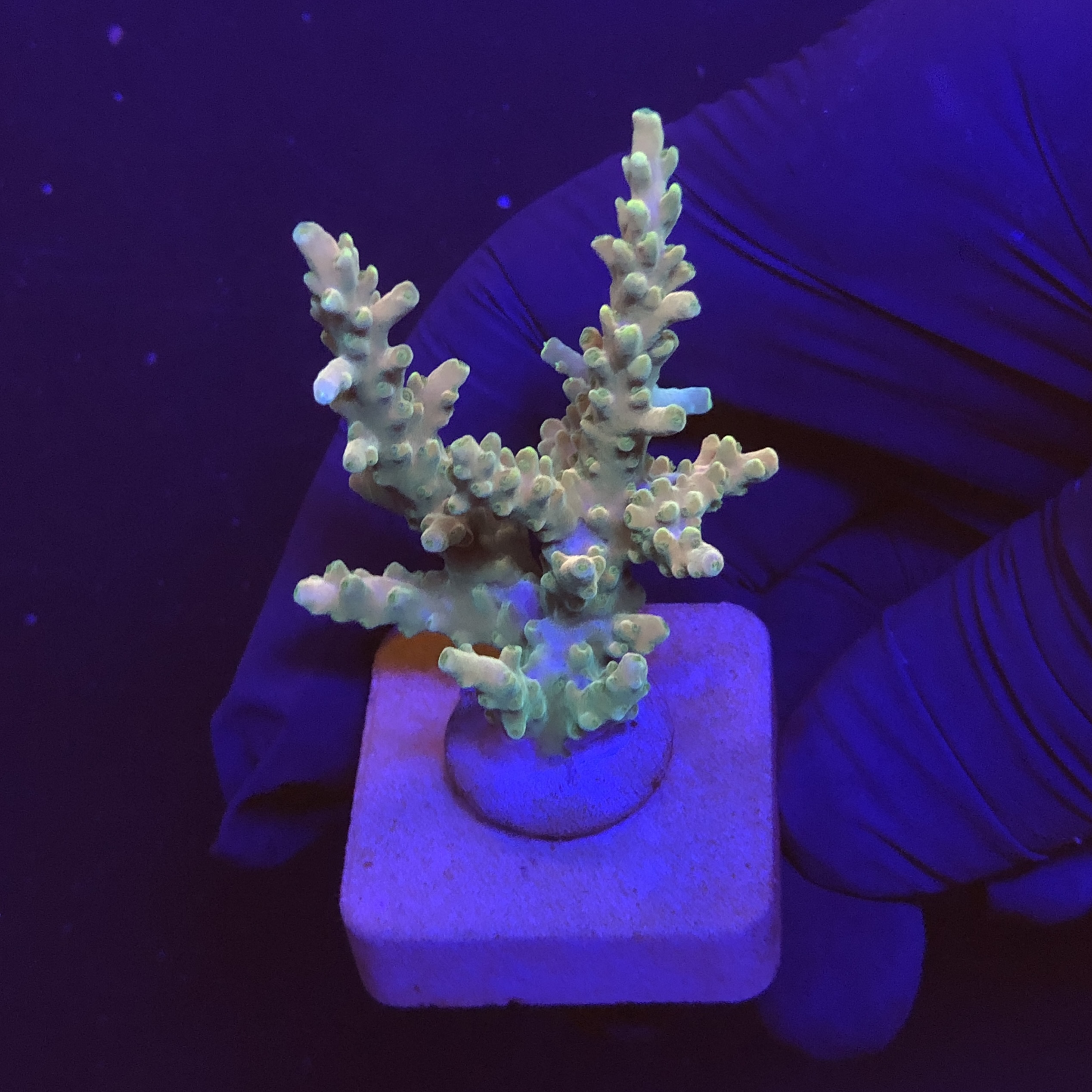 Strawberry Shortcake Bali M