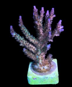 Subulata Purple Mini Colônia