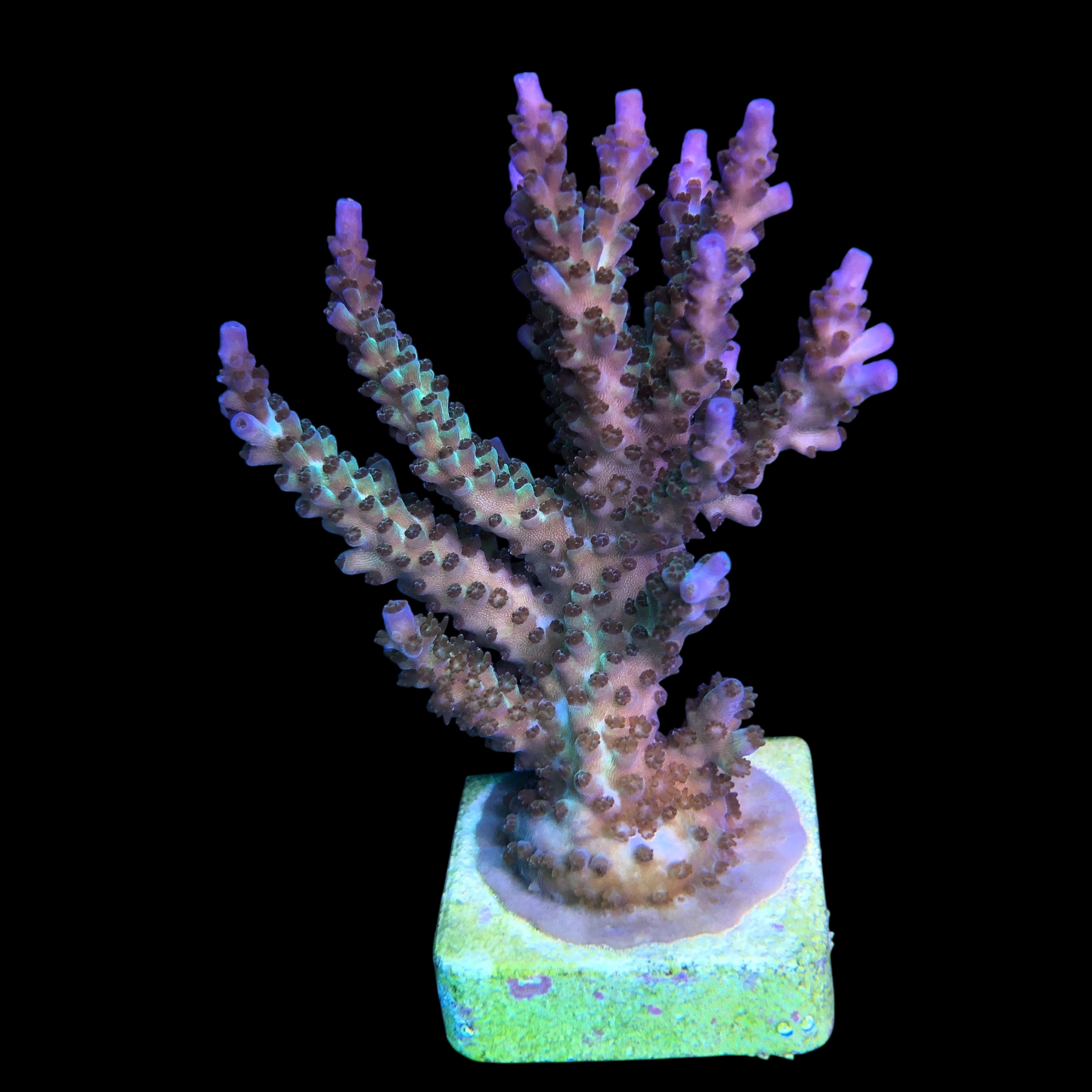 Subulata Purple Mini Colônia