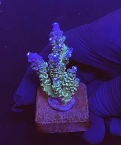 OR Tenuis Blue Ice M