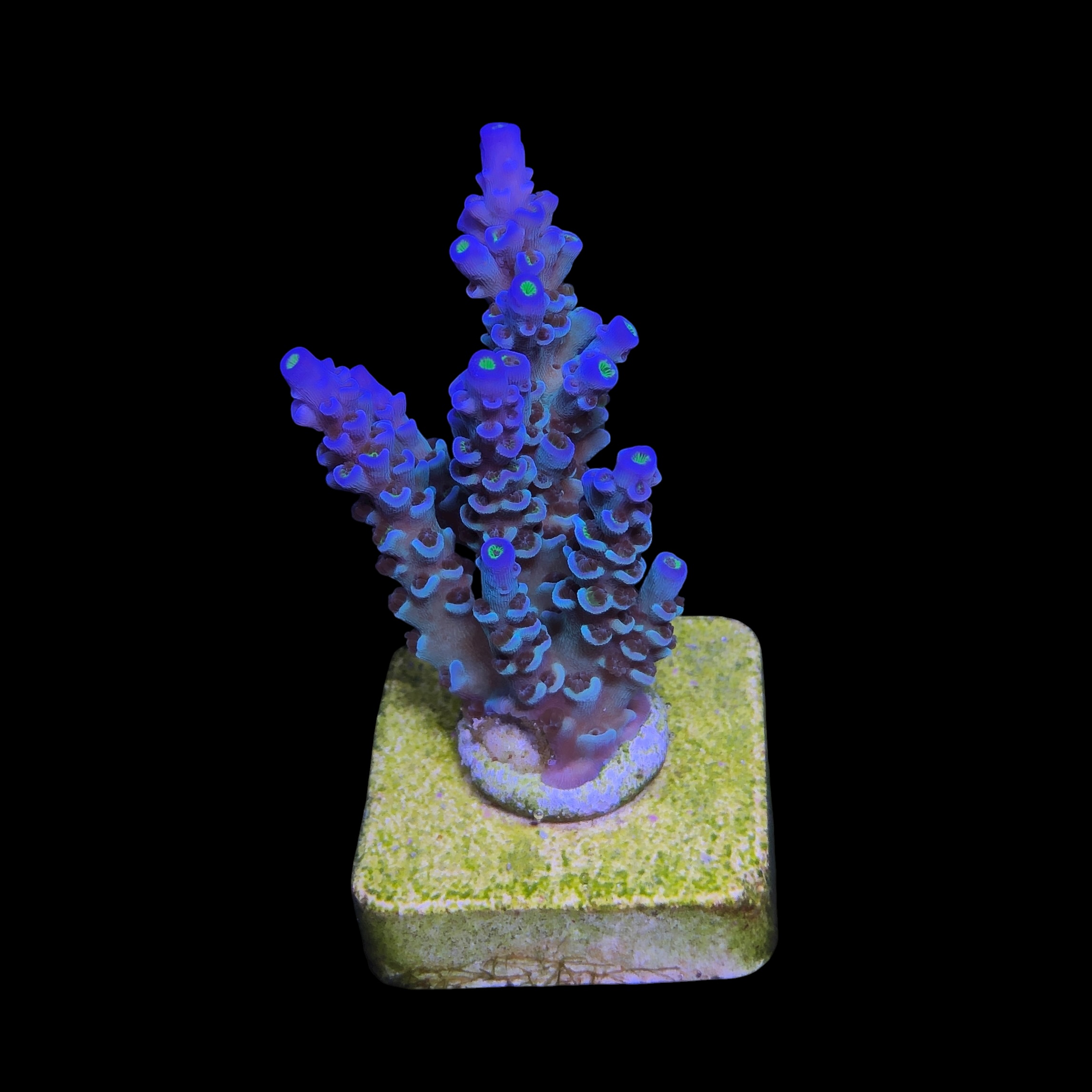 OR Tenuis Blue Ice M - Imagem 2