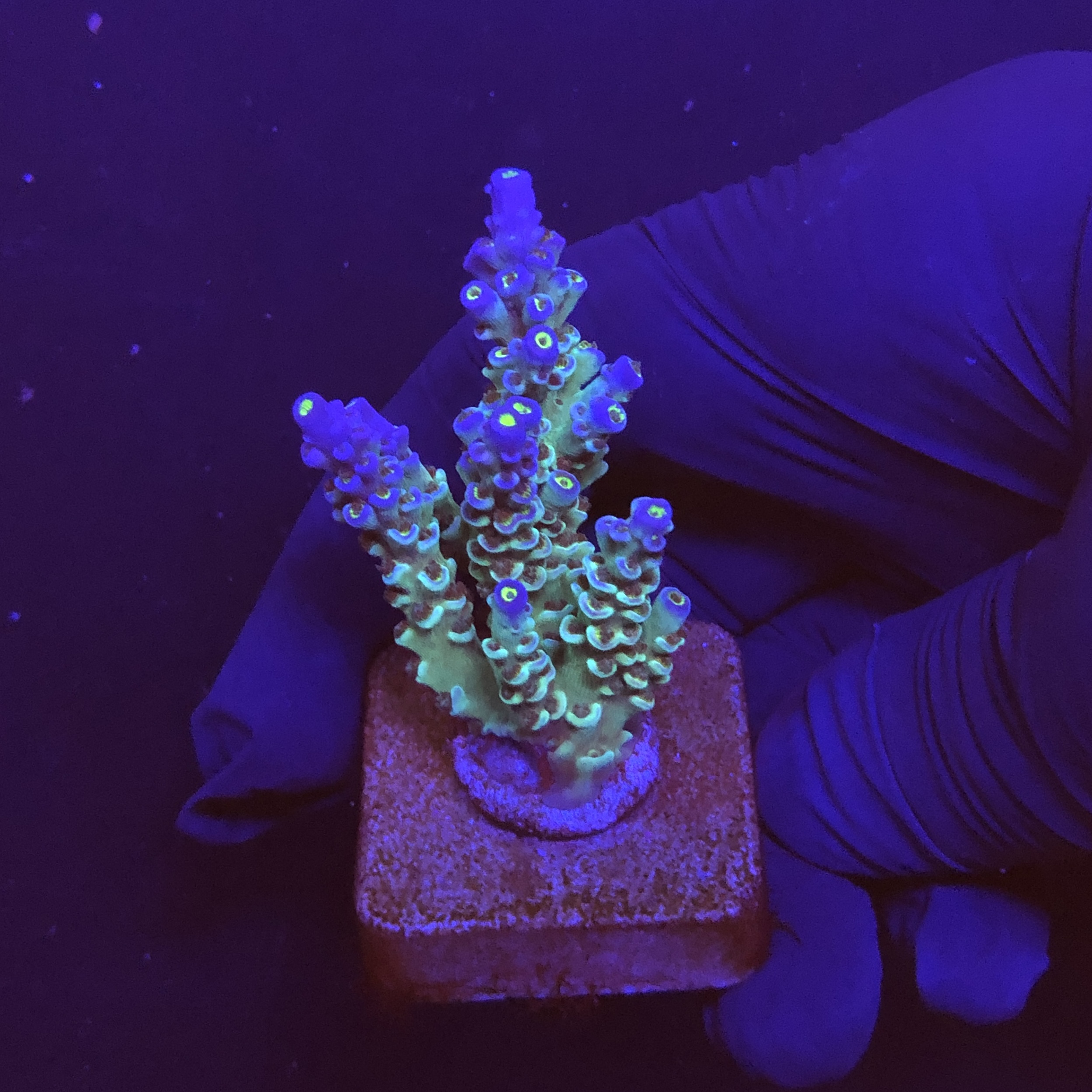 OR Tenuis Blue Ice M