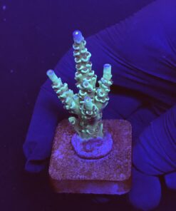 OR Tenuis Blue Ice M