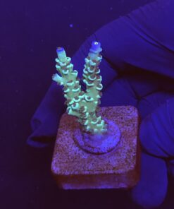 OR Tenuis Blue Ice M