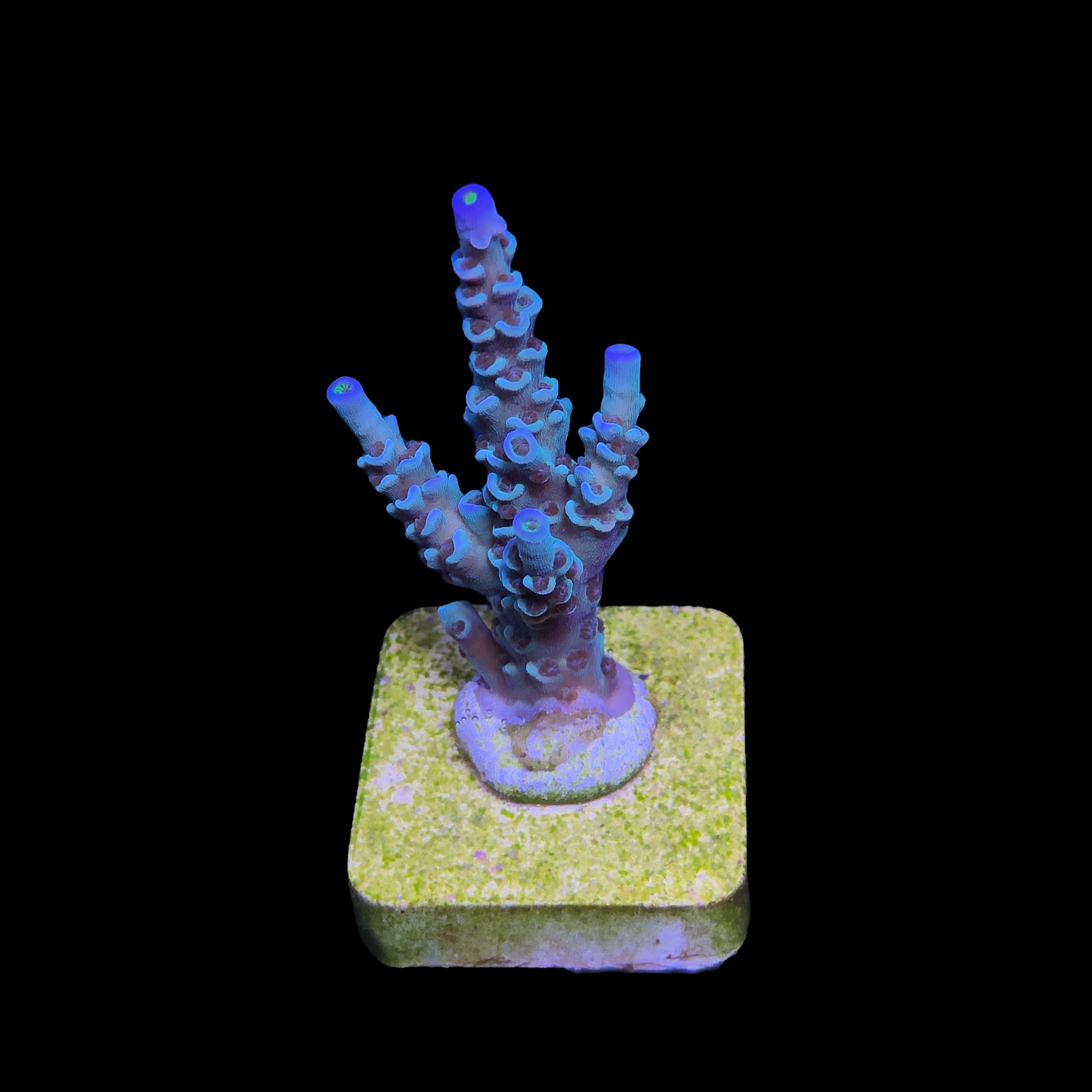 OR Tenuis Blue Ice M - Imagem 2