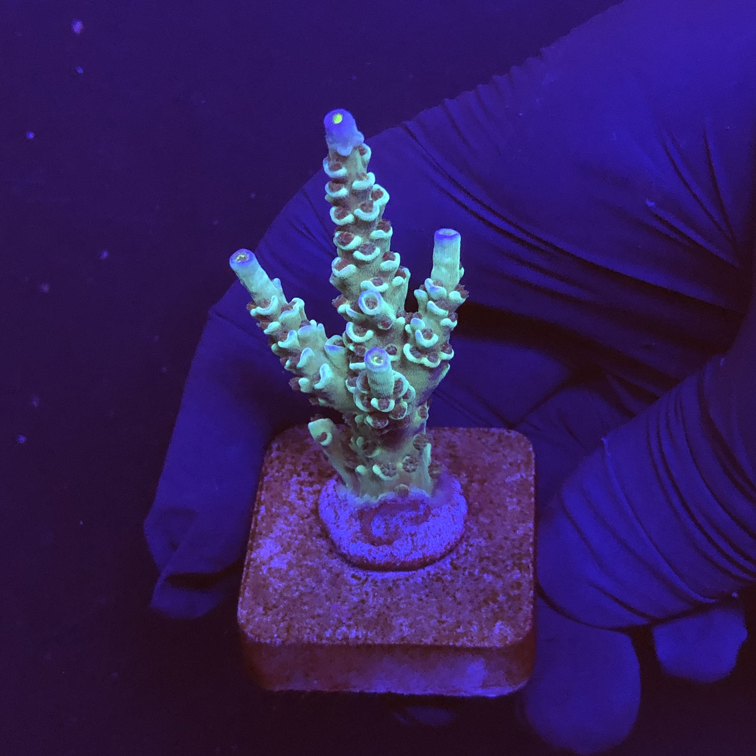 OR Tenuis Blue Ice M