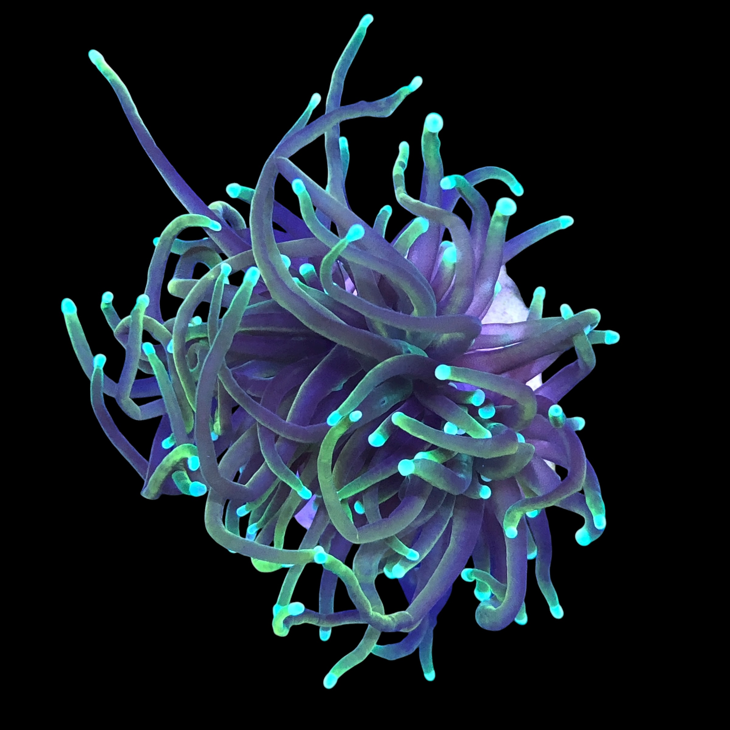 Torch Gold 1 boca - Imagem 2