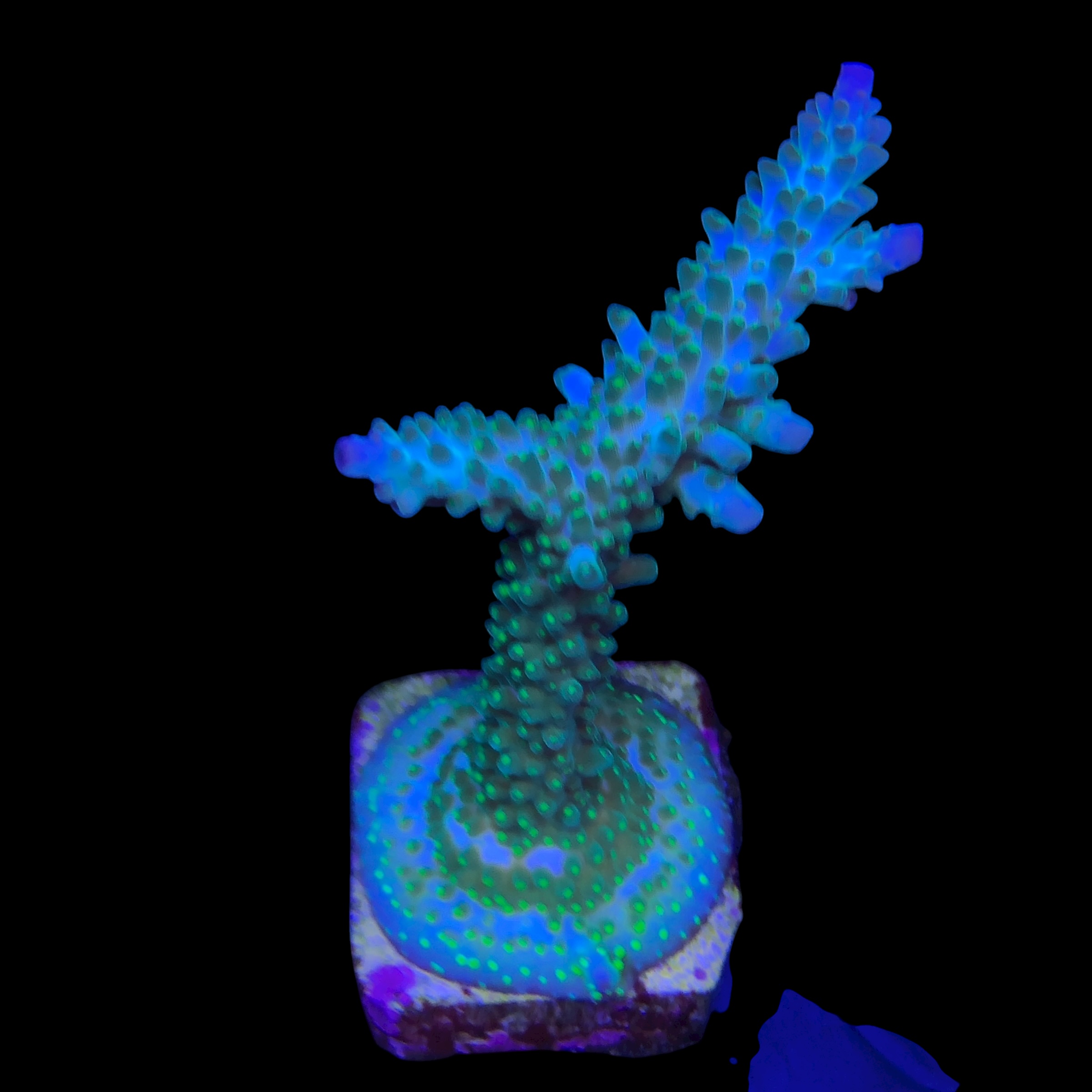 Tortuosa Turcoise G - Imagem 2