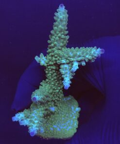 Tortuosa Turcoise Mini Colônia