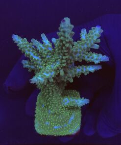 Tortuosa Turcoise Mini Colônia