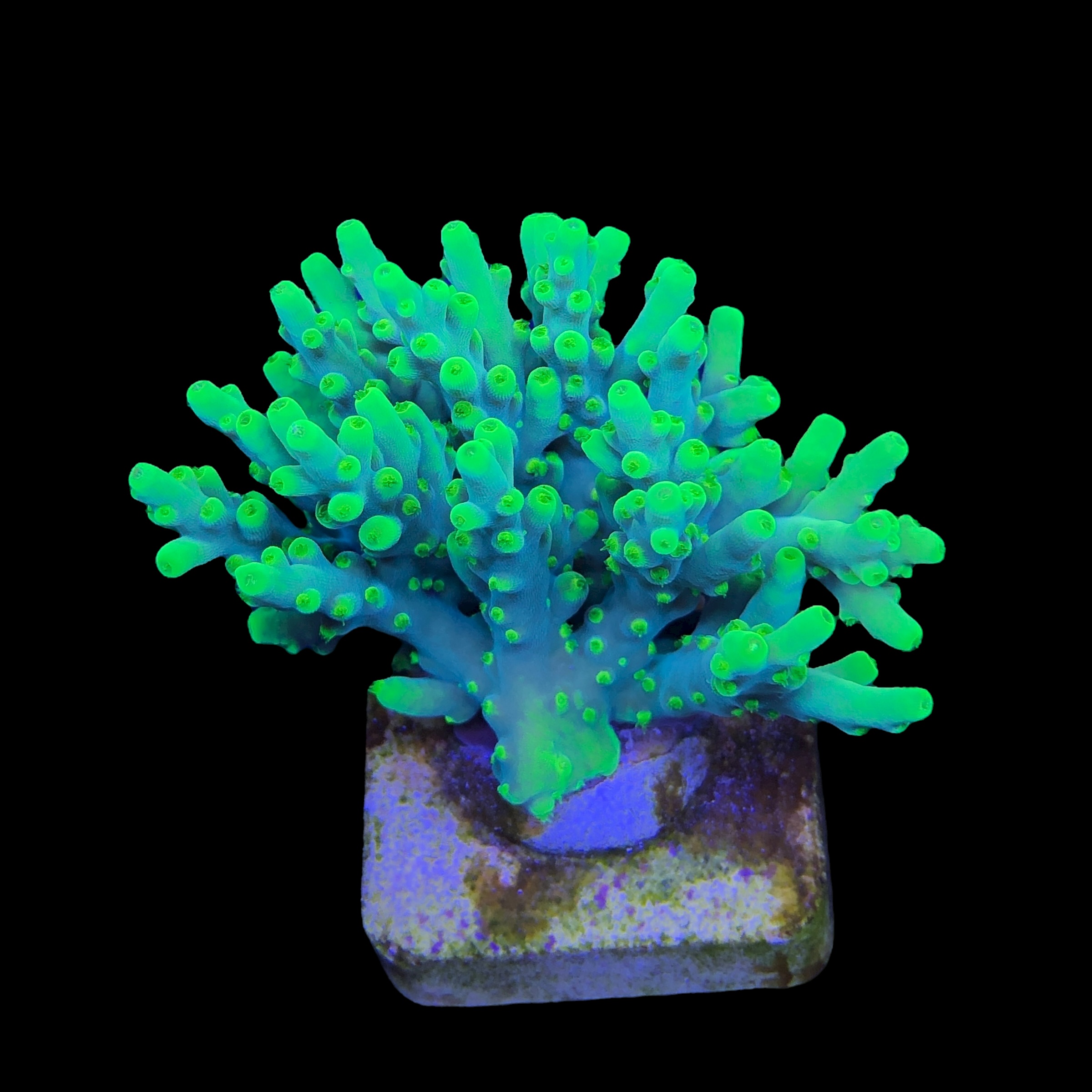 Toxic Green G - Imagem 2