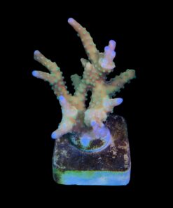 Alternative view of Tropicana Anacropora M