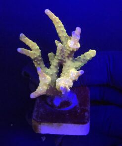 Tropicana Anacropora M