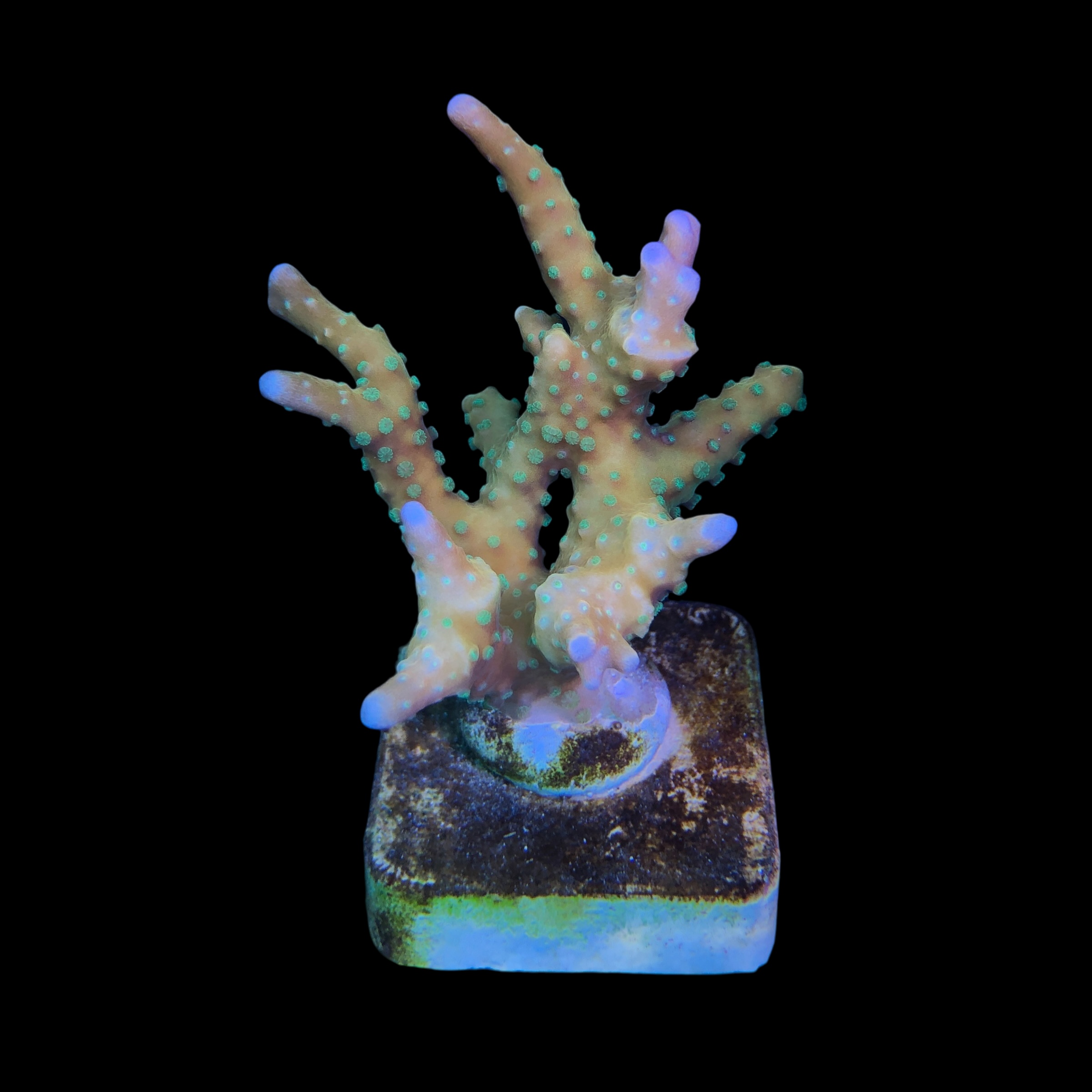 Tropicana Anacropora M - Imagem 2
