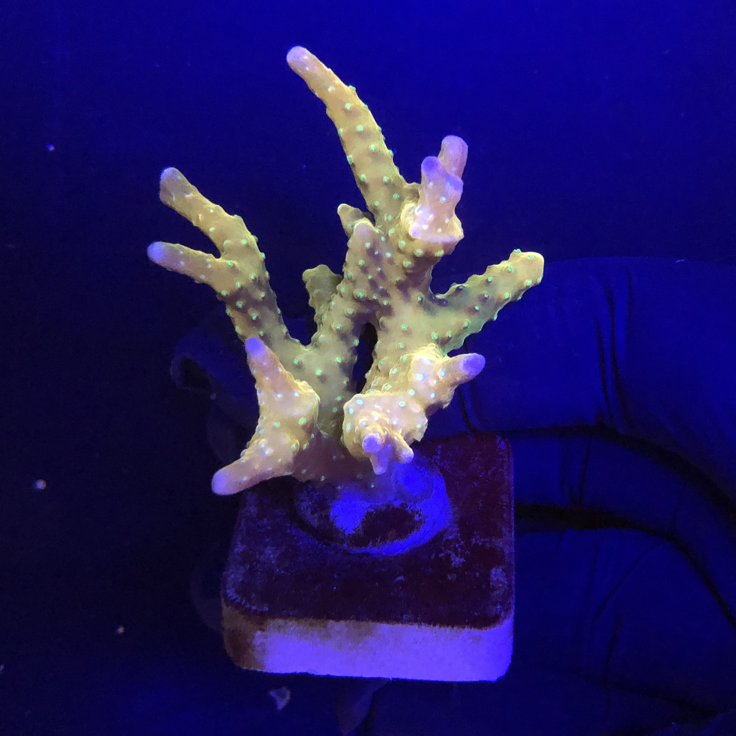 Tropicana Anacropora M