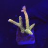 Tropicana Anacropora M