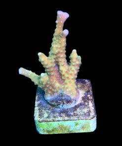Alternative view of Tropicana Anacropora M