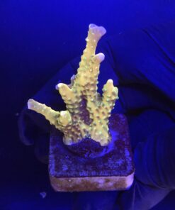 Tropicana Anacropora M