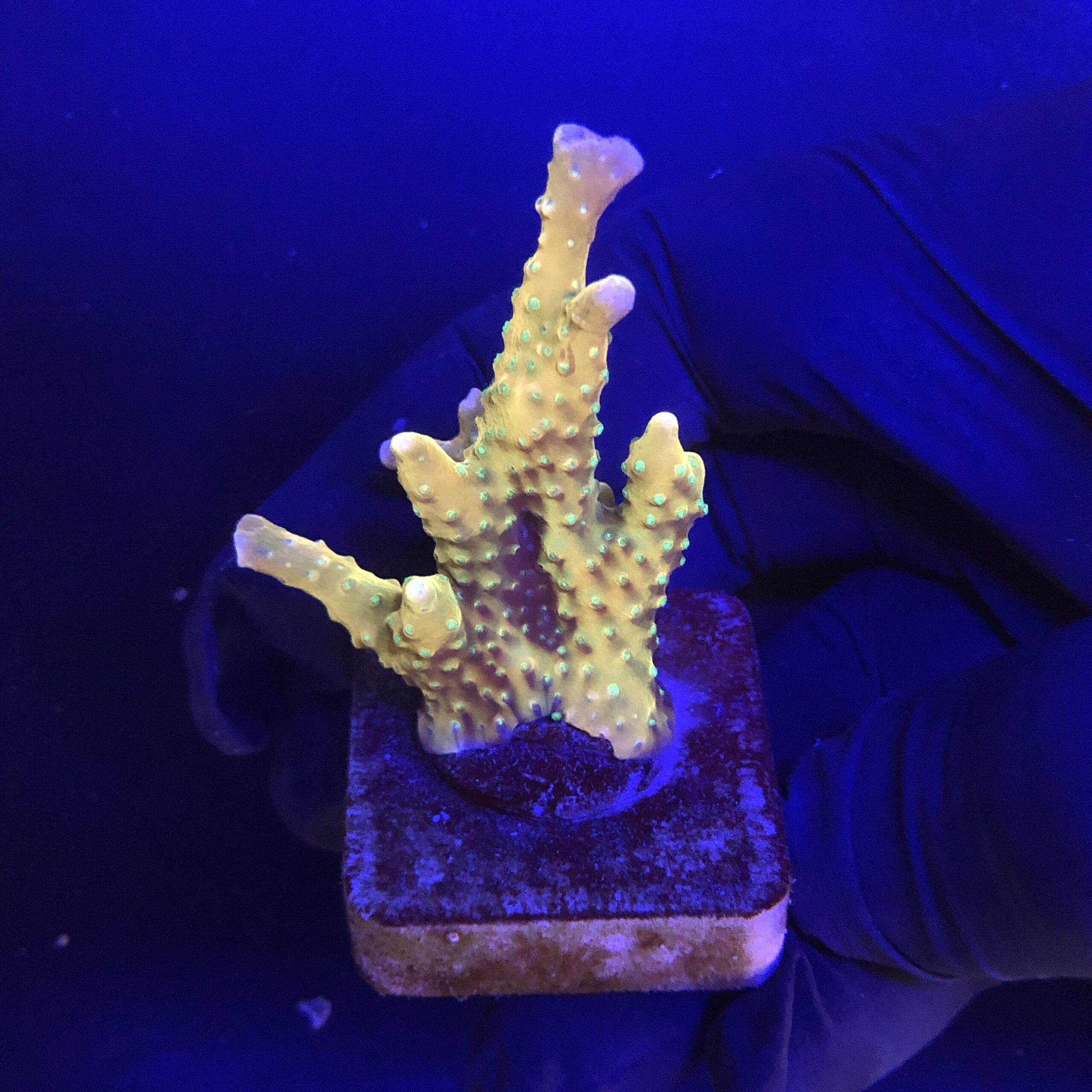 Tropicana Anacropora M