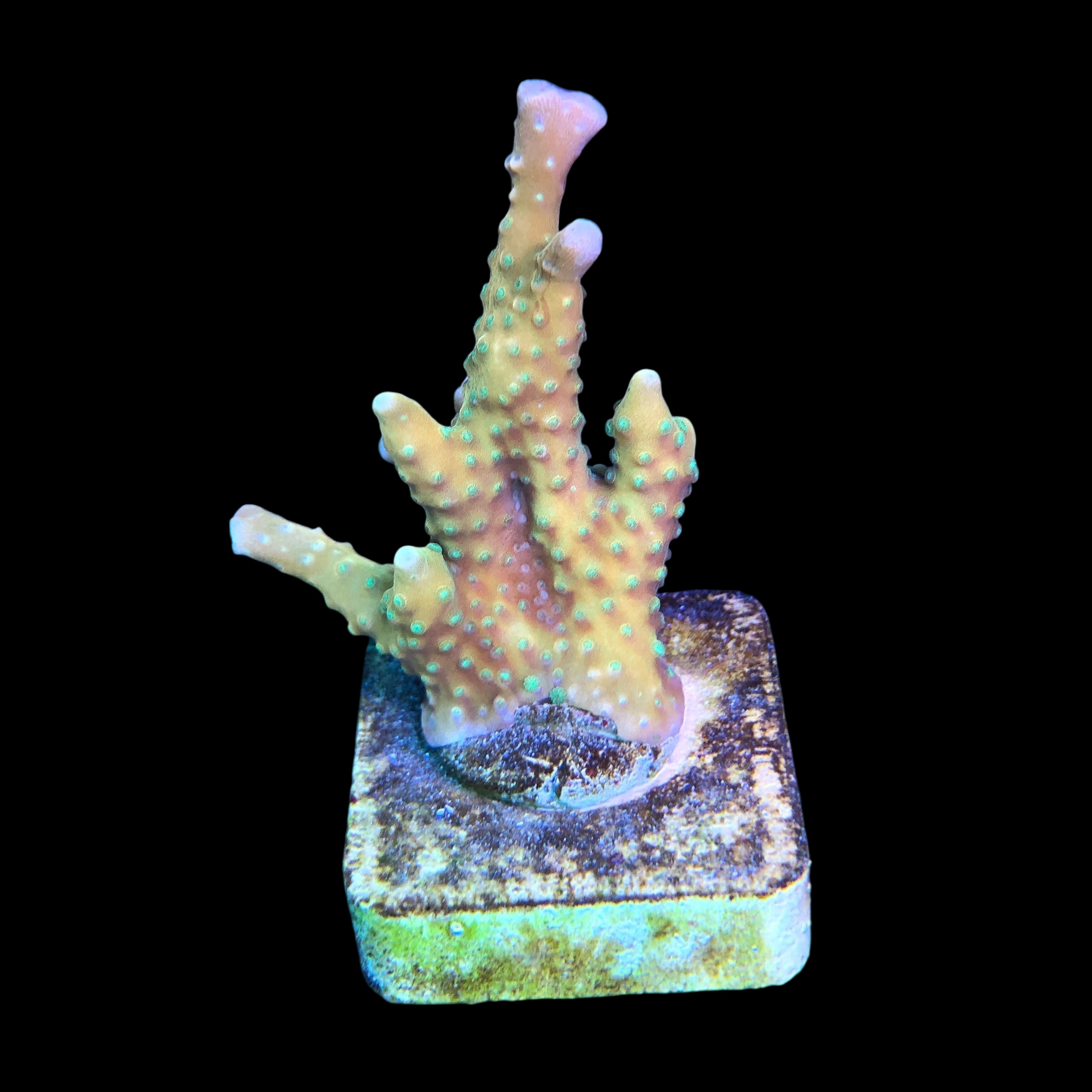 Tropicana Anacropora M - Imagem 2