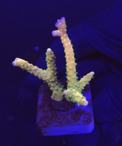 Tropicana Anacropora M
