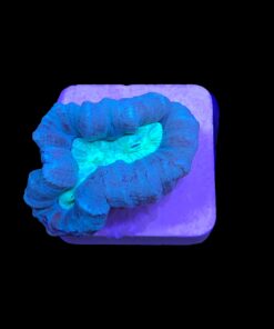 Trumpet Bicolor 1 boca