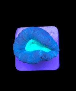 Trumpet Bicolor 1 boca