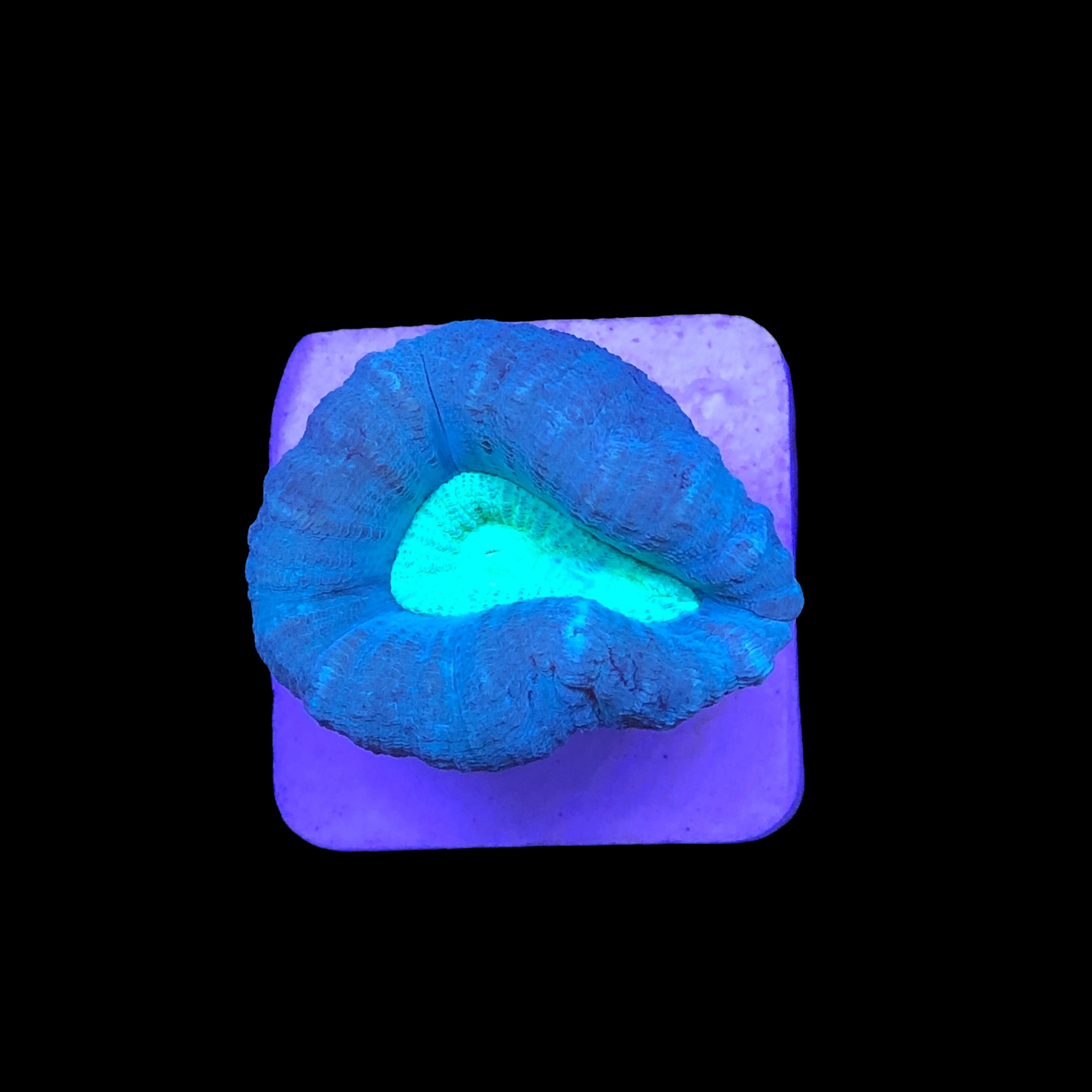 Trumpet Bicolor 1 boca