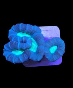 Trumpet Bicolor 2 bocas