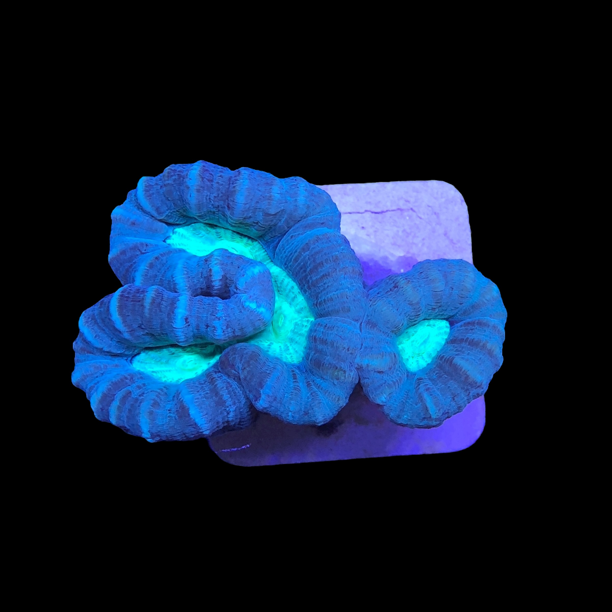 Trumpet Bicolor 2 bocas