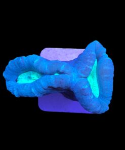 Trumpet Bicolor 2 bocas