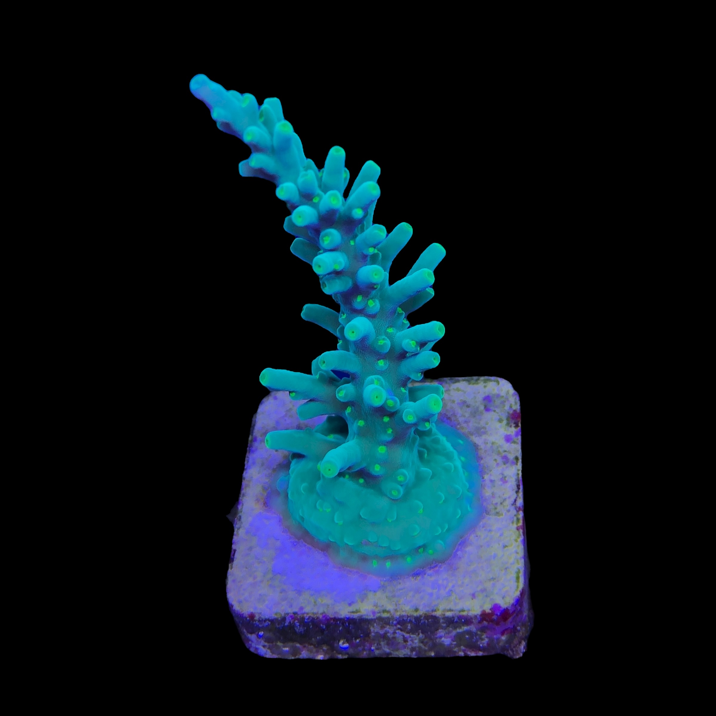 Turak Green M - Imagem 2