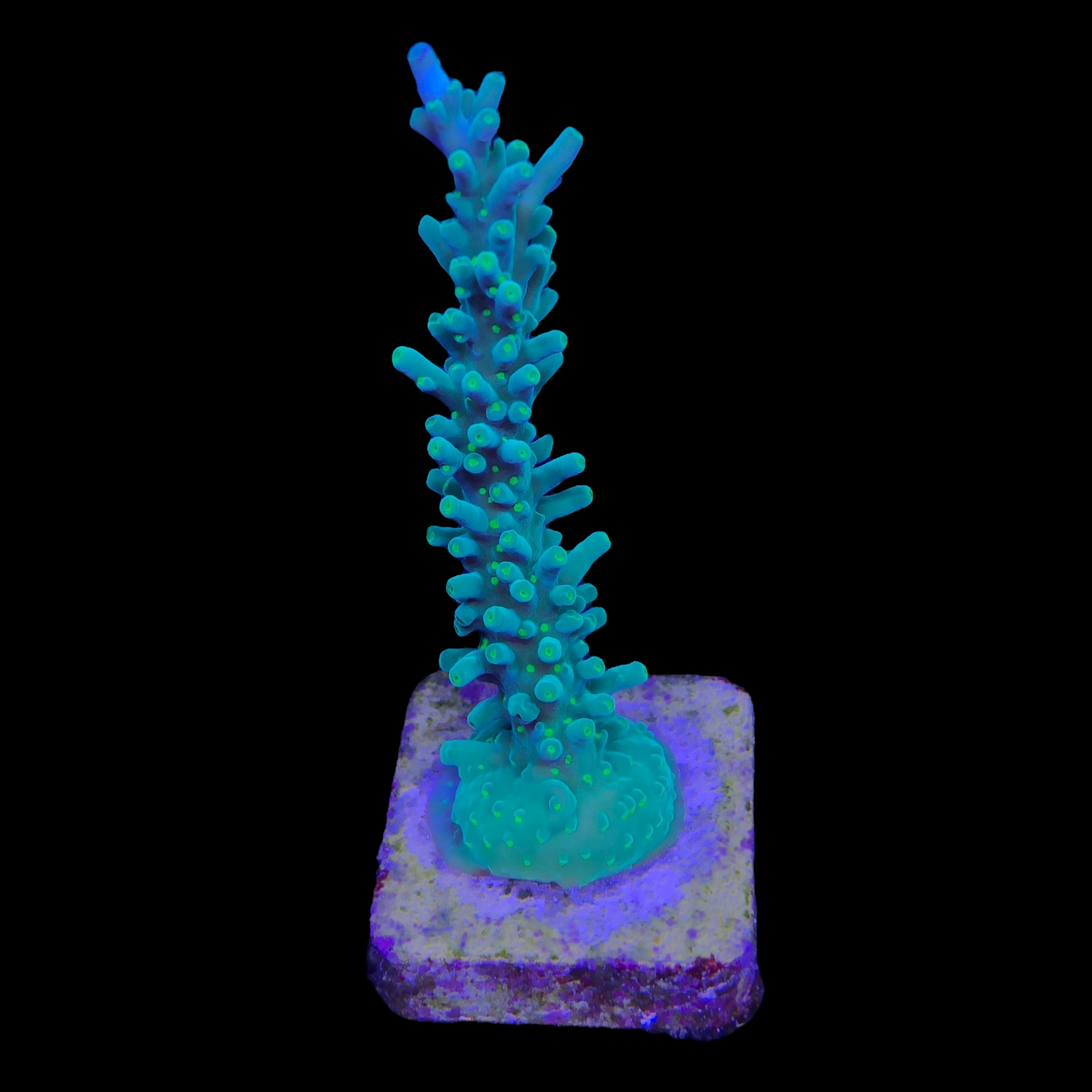 Turak Green M - Imagem 2