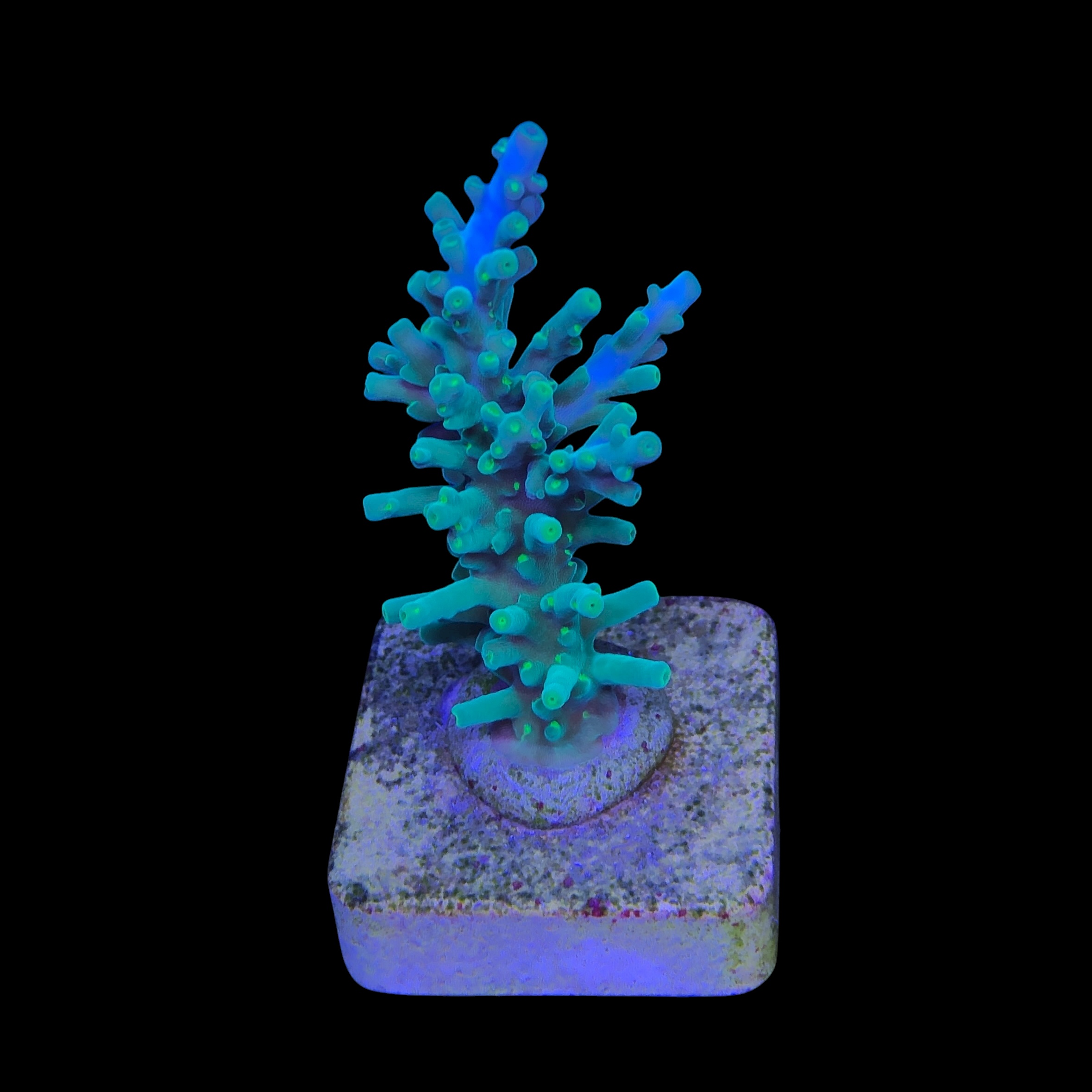 Turak Green M - Imagem 2