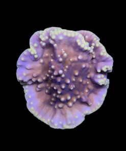 Turbinária Yellow G