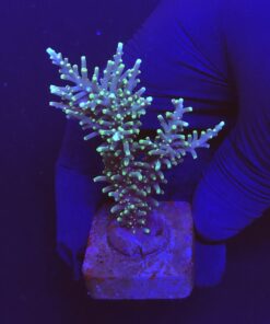 Yellow tips dragon G