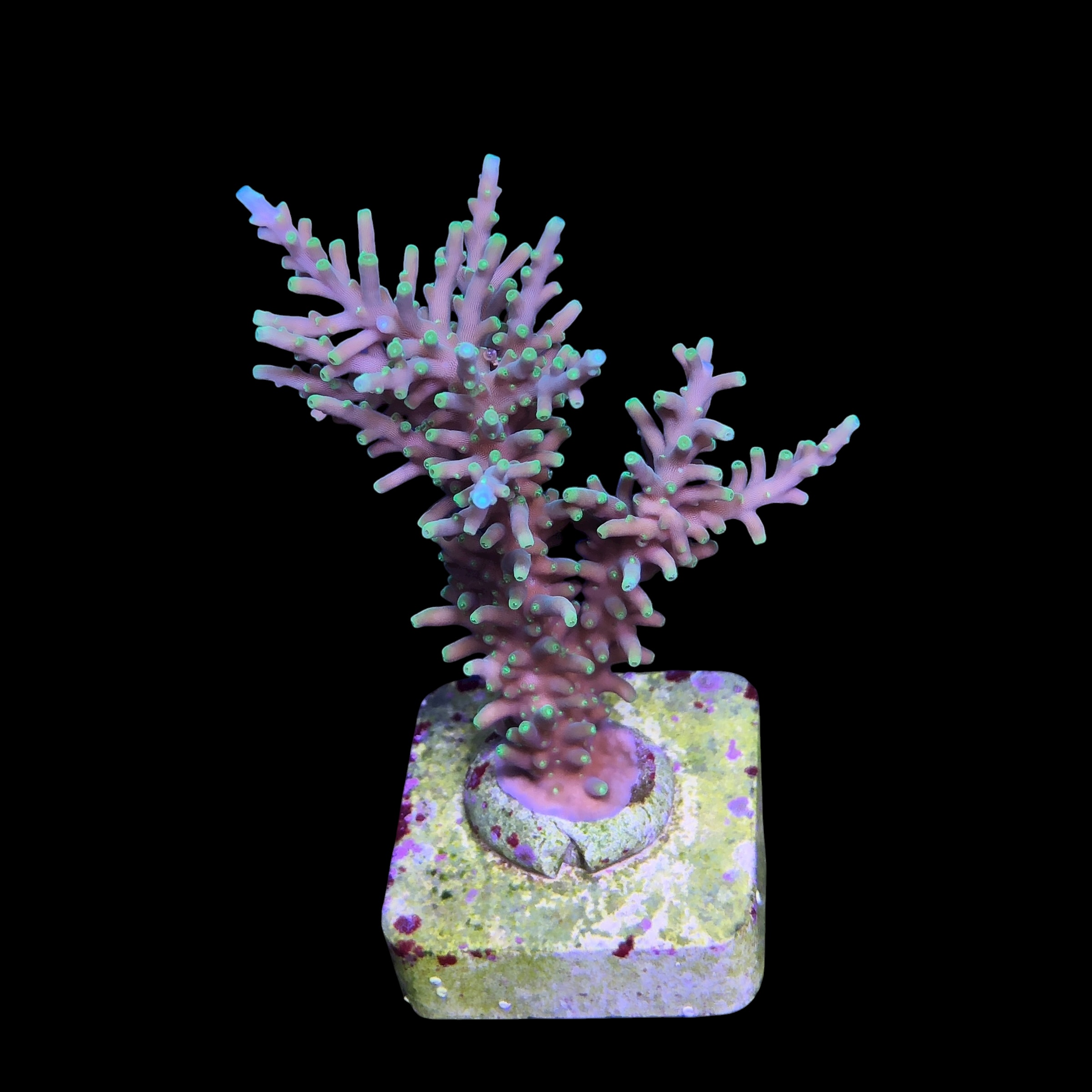 Yellow tips dragon G - Imagem 2