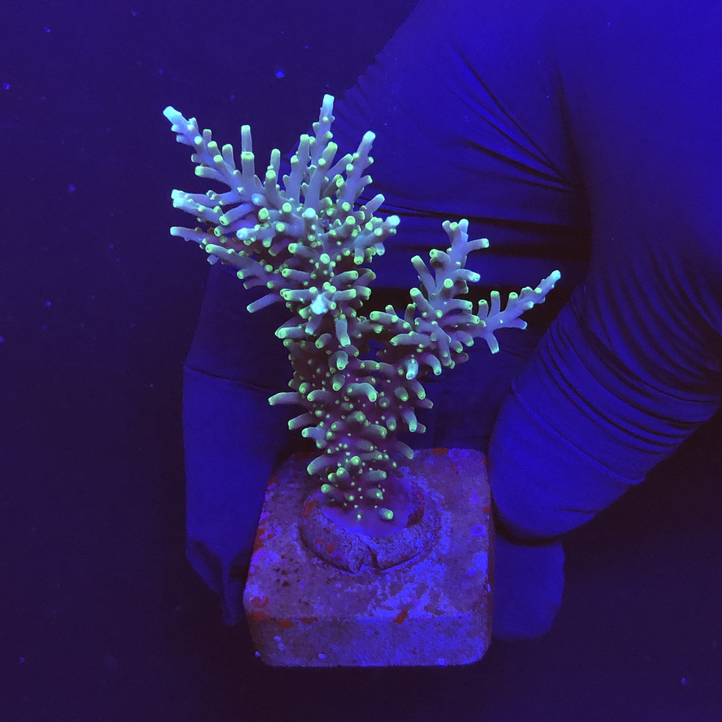 Yellow tips dragon G